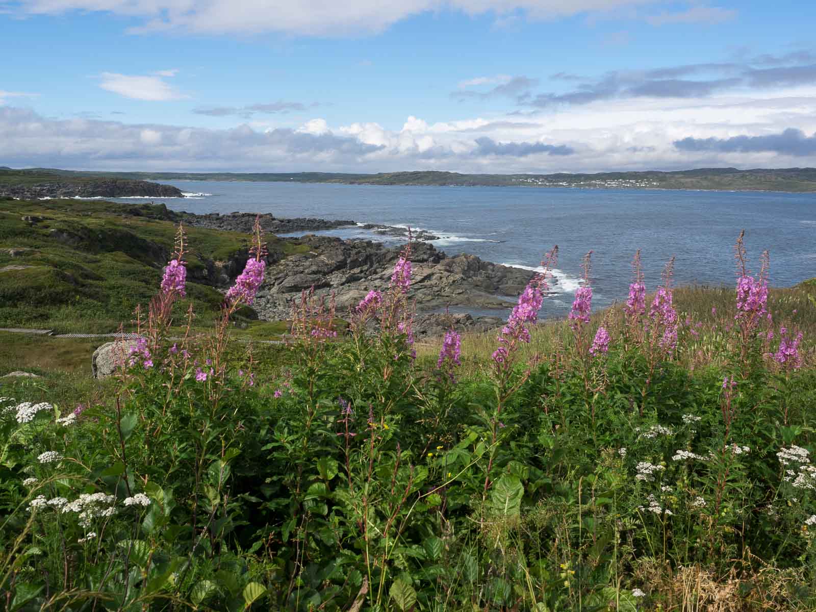 newfoundland